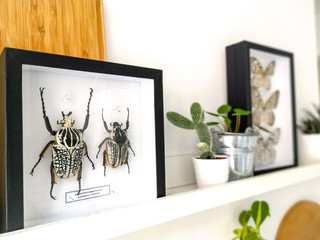 Black taxidermy frame of two black and white Goliath beetles ( Goliathus Orientalis) on a white hanging shelf