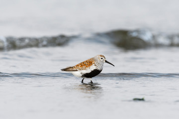 ハマシギ夏羽(dunlin)
