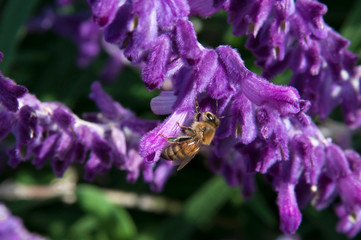 Sydney Australia, bee perched on a stem of Purple Velvet Mexican Sage