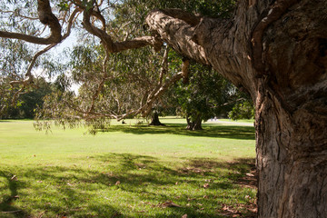 Sydney Australia, under a maiden's gum tree  looking across the lawn in autumn sunshine