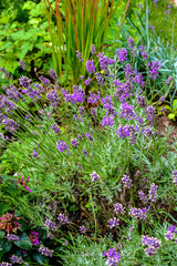 Fototapeta premium Blühender Lavendel im Garten