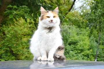 Tricolor domestic cat with green eyes sitting on the car roof. White cat lying on the automobile roof with green trees on background. Domestic kitty rest on the auto. Funny cat sitting on the car