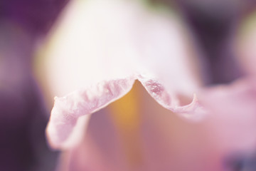 Fototapeta premium purple flower campanula close up. abstract flower background.