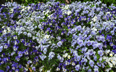 Instead of mixing different colors to decorate the park, gardeners chose the same variety of pansies.