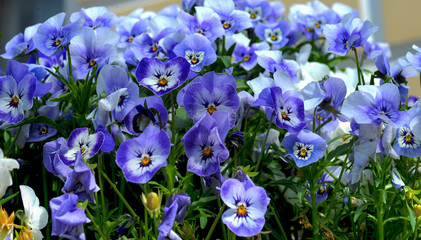 Instead of mixing different colors to decorate the park, gardeners chose the same variety of pansies.