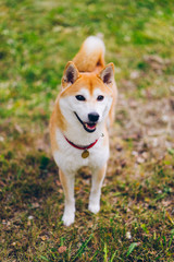 Naklejka na ściany i meble Portrait of cute shiba inu dog looking at camera standing on green grass in the park enjoying fresh air and freedom. Animals, pets and nature concept.