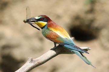 European bee eater, Merops apiaster is eat dragonfly