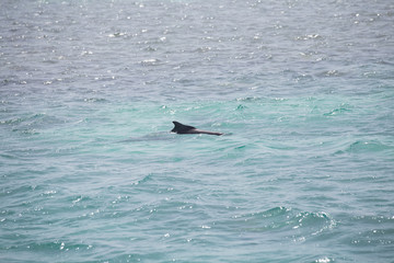 Blue sea water with wild dolphins
