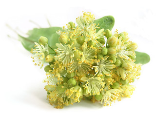 Linden flowers (Tilia)
