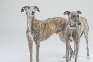 dos perros grandes, animal domestico