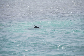Blue sea water with wild dolphins