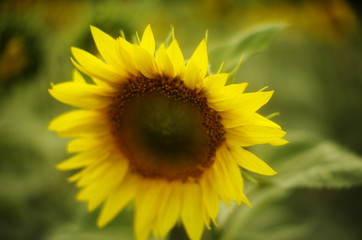  bright yellow sunflower