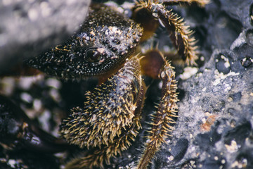 Cangrejo Canario entre rocas isla de Lanzarote