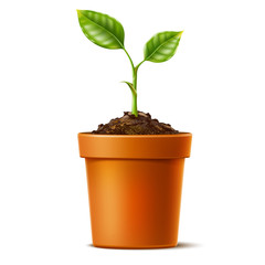 Vector 3d green seedling grows in soil ceramic pot