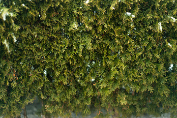 winter, green thuja bushes covered with white snow
