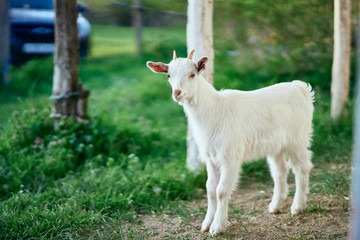 white goat on green grass