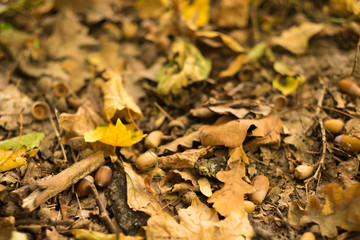 Autumn forest. Closeup of faded fallen leaves, brown acorns and tree branches on ground. Blur background.