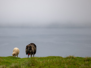 Faroe - Sheep