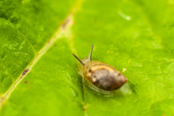 Snail on a sheet of grass. Snail snails