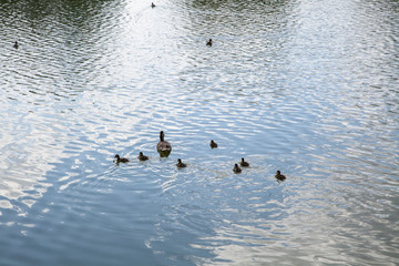 Ducklings with a duck swimming on the lake. Animals in the park. Birds on the water.