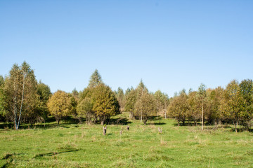 Fototapeta premium Lawn in summer. Small trees grow in a green meadow. Country plot for sale. Farmland