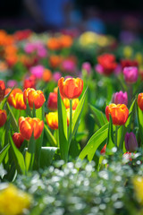 Colorful tulip flowers are blooming in the natural garden with morning light shade. Selected focus with foreground and background bokeh.