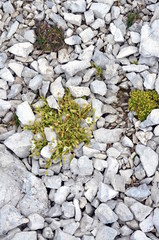 white flowers growing among the rocks