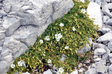 white flowers growing among the rocks