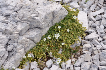 white flowers growing among the rocks
