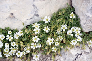 white flowers growing among the rocks