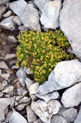 Yellow flowers growing among the rocks