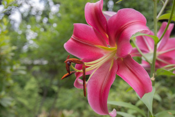 雄しべに花粉がたくさん付いている横向きのカサブランカ