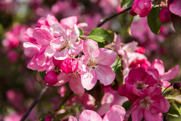 Pink flowers of apple