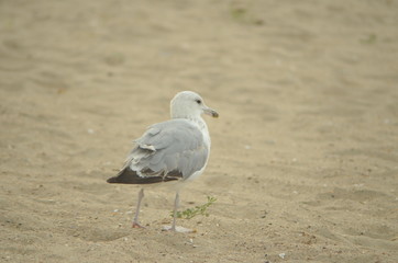 Sea gulls on the sandy shore