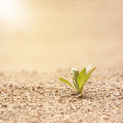 Alone green plant illuminated by sunlight on the sand. The concept of survival. Photo with copy space.