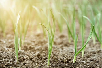 Early garlic plants lit by bright sunlight on a ground in spring close up.