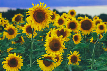 Sunflower field. Farming, harvest, fall concept. Agriculture, organic food, august
