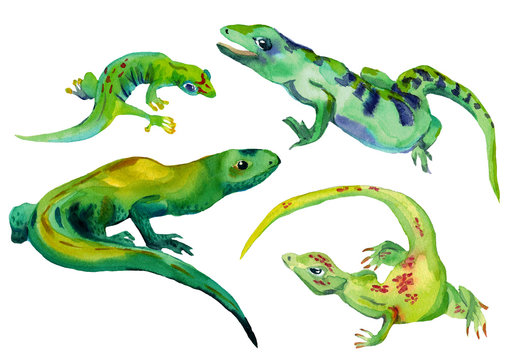 Watercolor hand drawn ilustration set of four different color lizards, isolated on white background. Design for children illustration, backgrounds, packaging, decoration. © Stupina