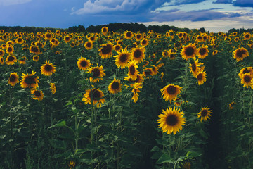 Fototapeta premium Sunflower rows under evening cloudy sky. Farming, harvesting concept. Agriculture, organic oil, august