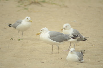 Sea gulls on the sandy shore