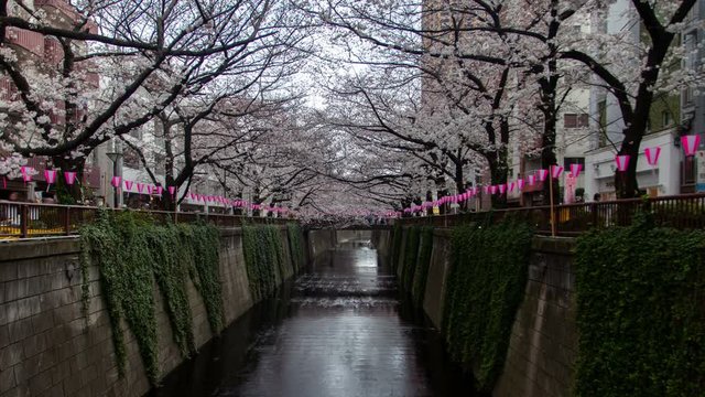 Tokyo Cherry blossom Meguro River Japan time lapse