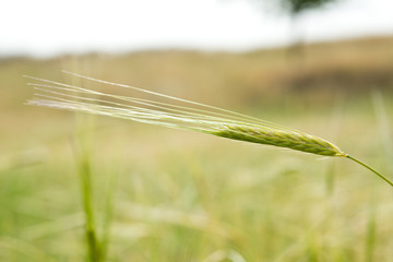 ears of wheat in the field