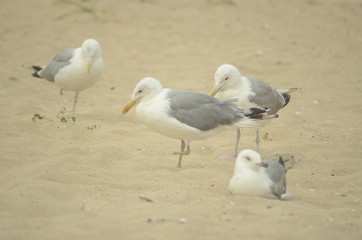 Sea gulls on the sandy shore