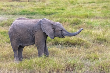 Fototapeta na wymiar A young elephant playing in the savannah in Africa