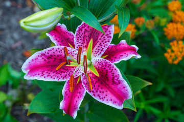 one of the first Stargazer lilies to bloom