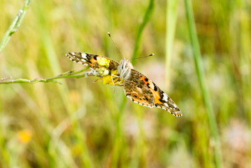 butterfly caught by spider