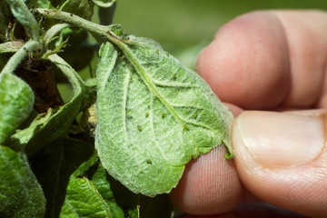 Apple tree leaf with aphids