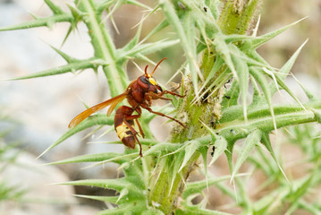 hornet