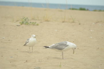 Sea gulls on the sandy shore