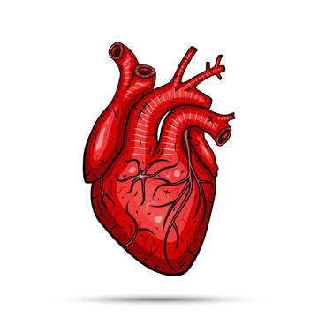 Human heart. Vector illustration isolated on white background.